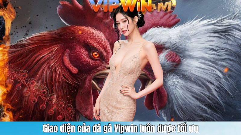 Giao diện của đá gà Vipwin luôn được tối ưu