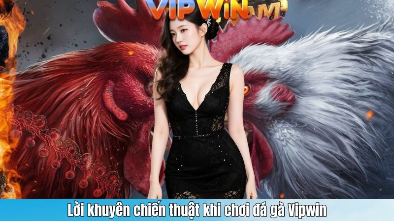 Lời khuyên chiến thuật khi chơi đá gà Vipwin