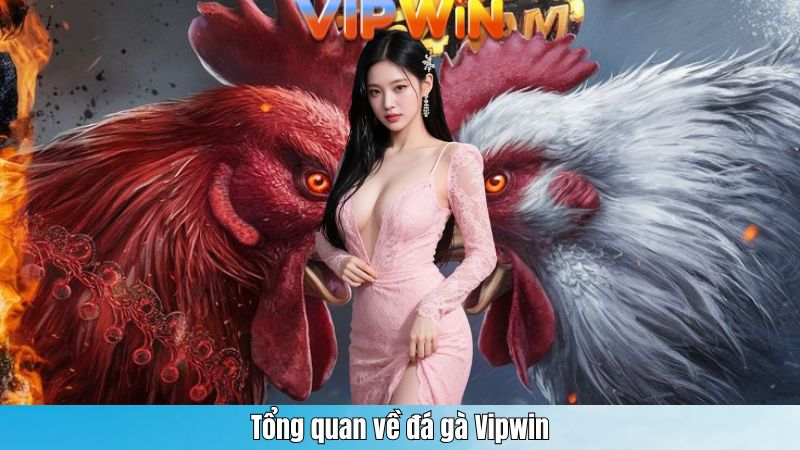 Tổng quan về đá gà Vipwin