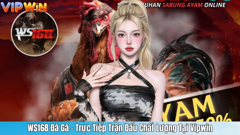 WS168 Đá Gà – Trực Tiếp Trận Đấu Chất Lượng Tại Vipwin